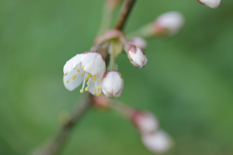 Cerisier Blanchard en fleur