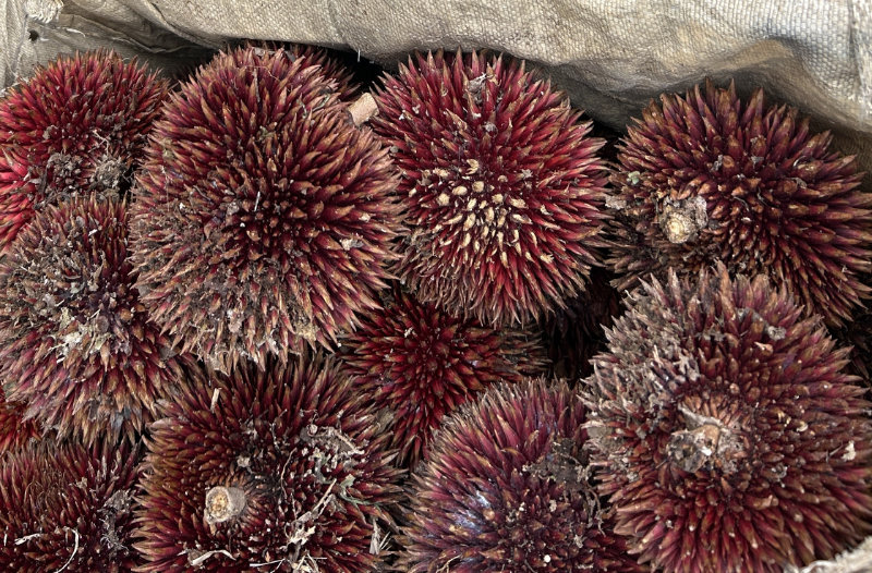 Chercheurs de fruits à Bornéo