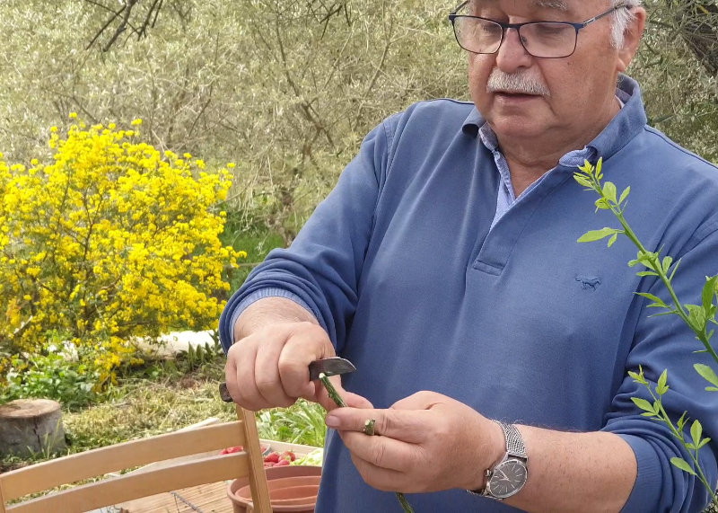 Atelier greffe d’agrumes