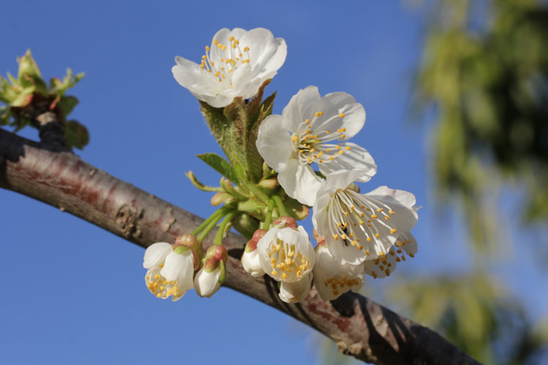 Floraison des rosacées
