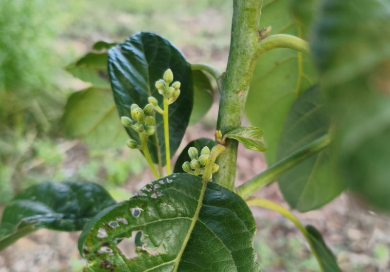 Semis d’avocatier de deux ans déjà en fleur !