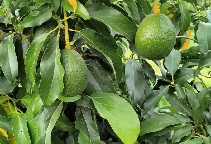 Avocateraie dans le Var