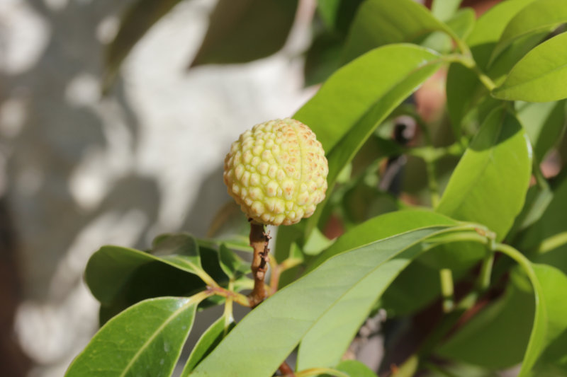 Encore un Litchi en lice !