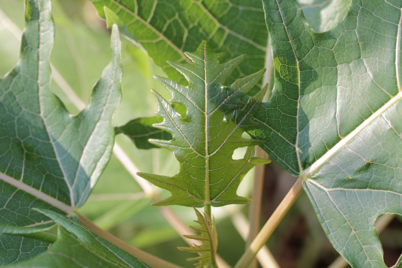 Papayer à feuille de chêne
