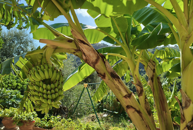 La banane de Menton