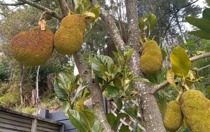 Le jackfruit en climat marginal