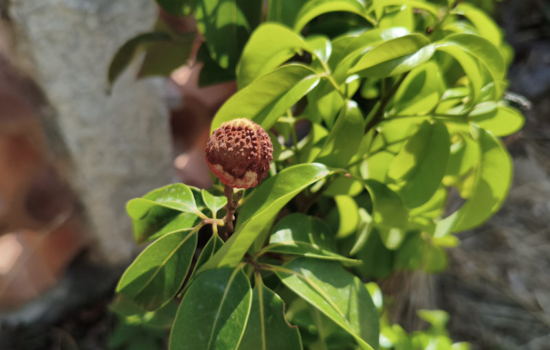 Premier litchi : une fête gâchée ?