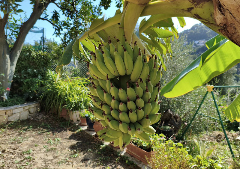 L’acclimatation de l’année !