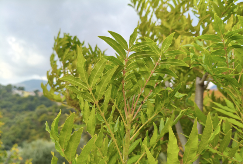 Harpephyllum caffrum