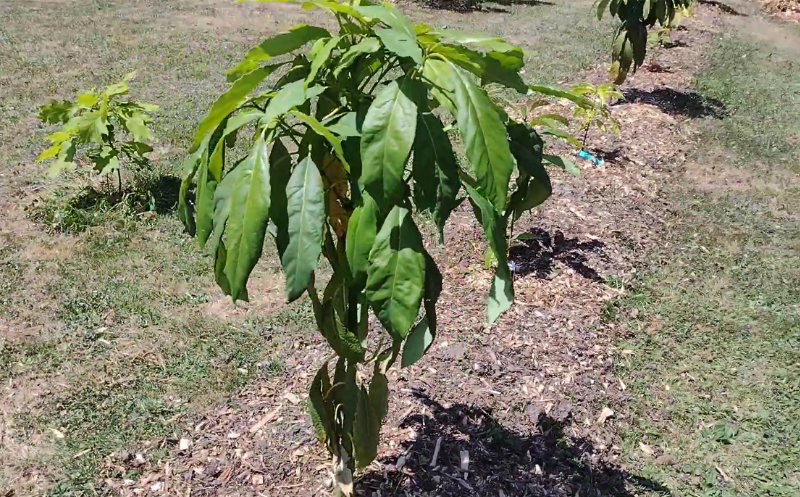 Avocatiers du Limousin