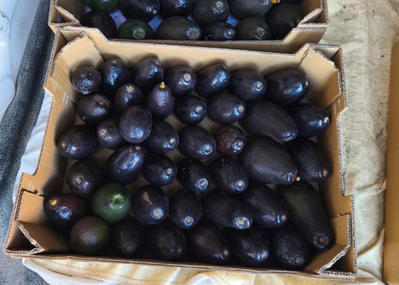 Graines d’avocats rustiques et de sapotes, où en trouver ?