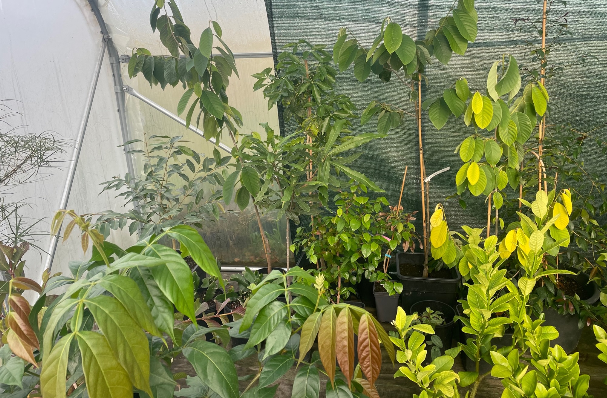 Acclimatations réussies en Bretagne