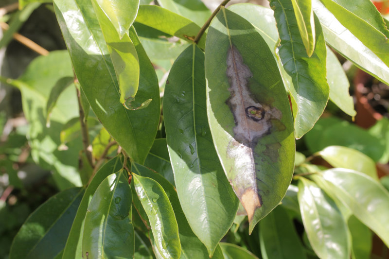 Les premières victimes du froid ?