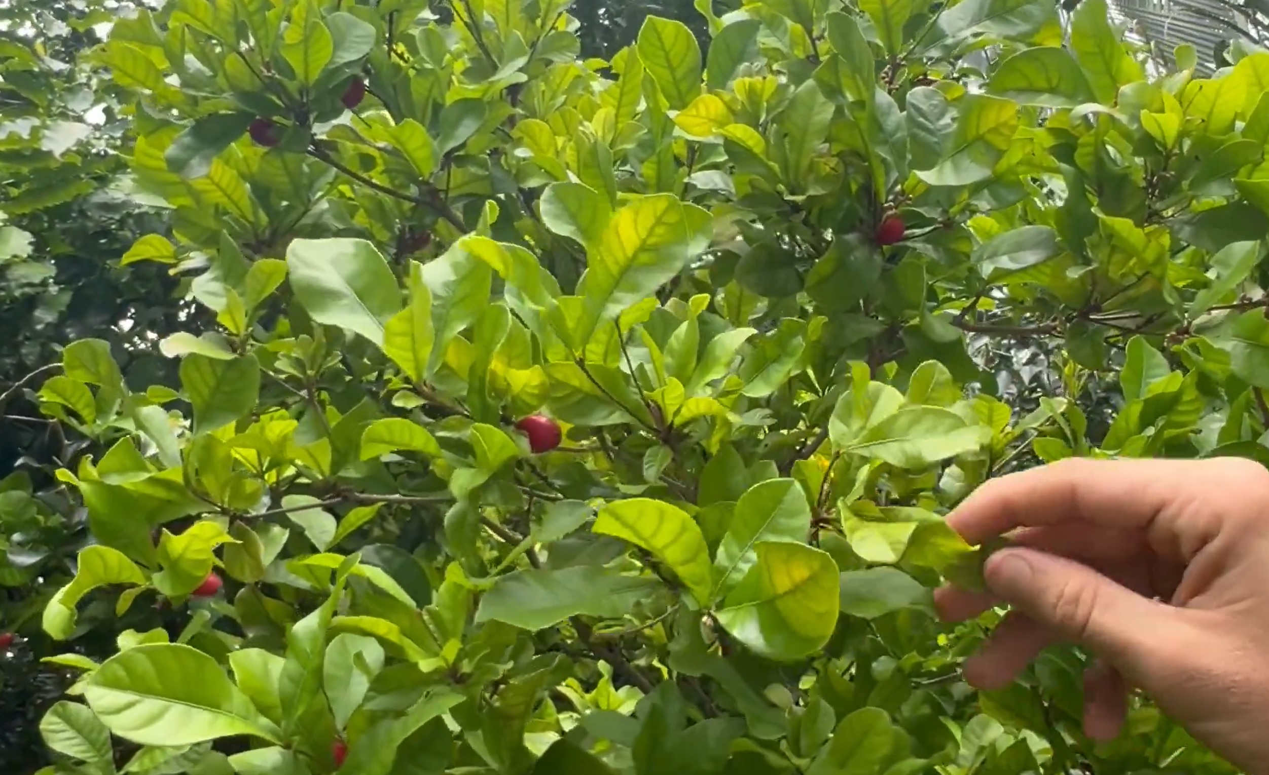 Fruitiers exotiques à Lakeland