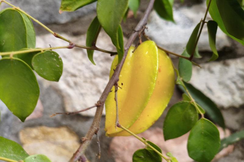 Carambole Gardoise !