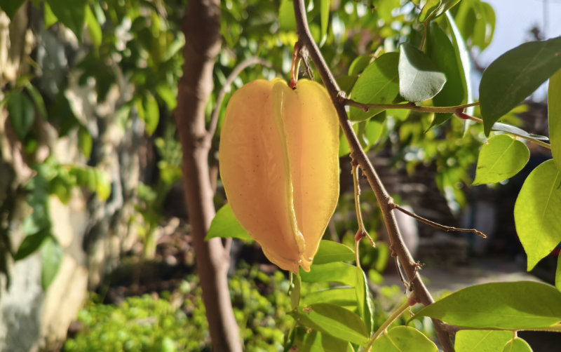 La première carambole du jardin !