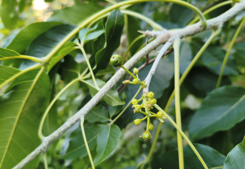 Le jardin de Claude à Menton
