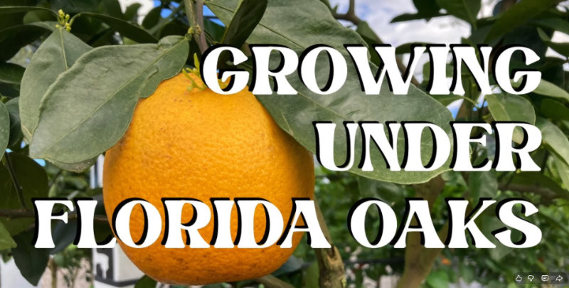 Cultures sous les chênes de Floride