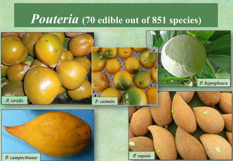 Friends of Food Plant International