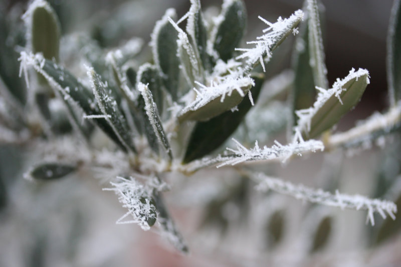 Les hivers n’ont pas disparus !