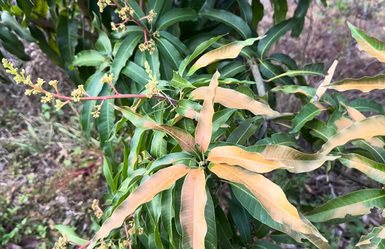 Une vague de froid en Floride