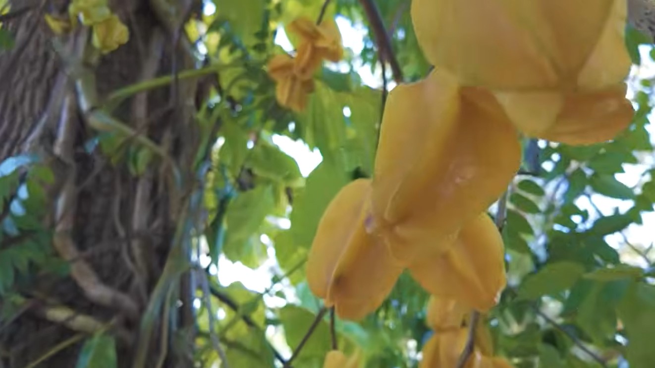 Rusticités insoupçonnées !