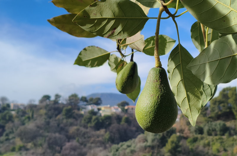 Edito : la botanique