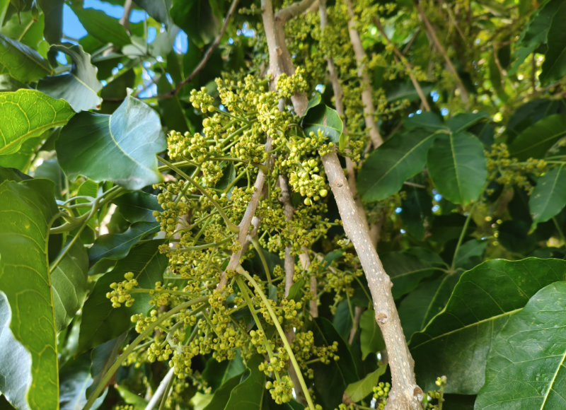 Le casimiroa de Vintimille