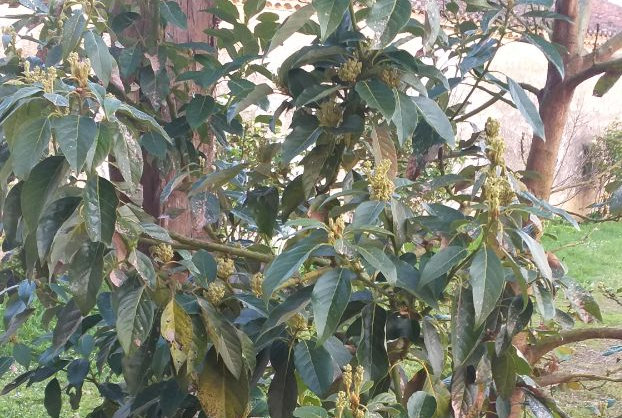 Des nouvelles des avocatiers de Mael