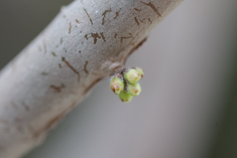 Jaboticaba, premiers bourgeons floraux
