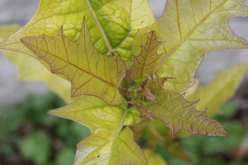 Le réveil des caricacées rustiques