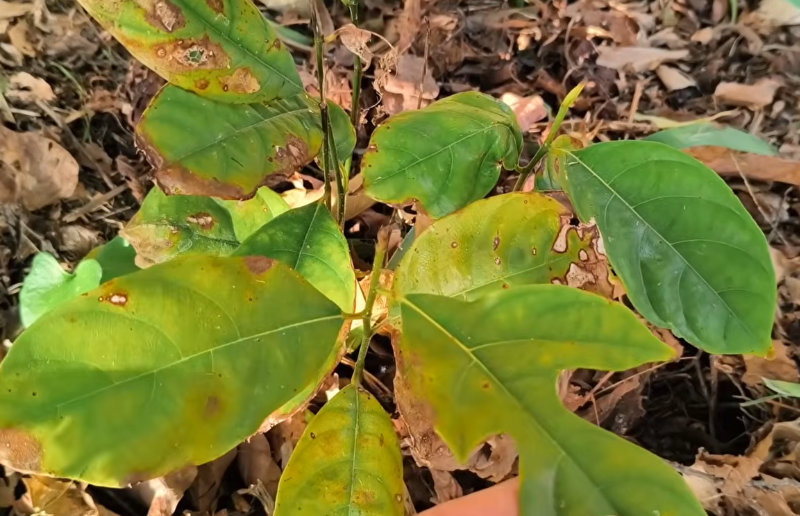 Bilan de l&rsquo;hiver : les deux Barmes (Menton)