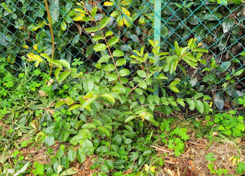 Bilan de l&rsquo;hiver : le jardin de Pierre-Olivier (Var)