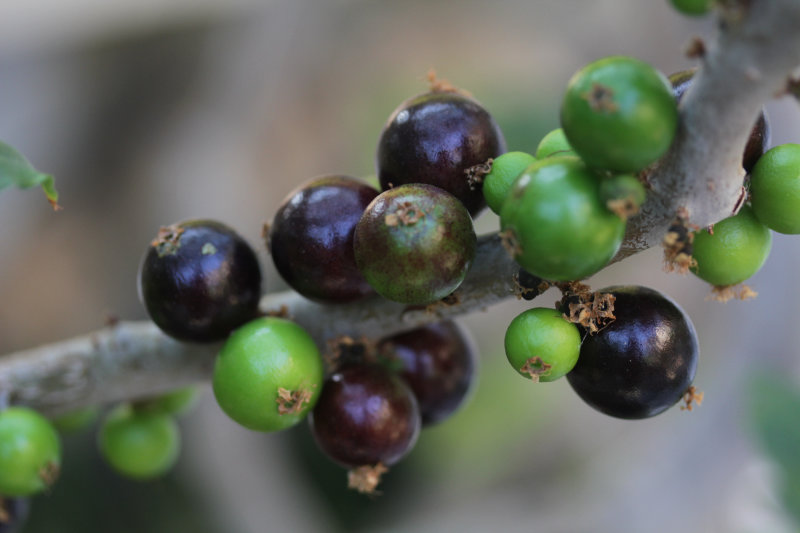 Dégustation des premiers jaboticaba