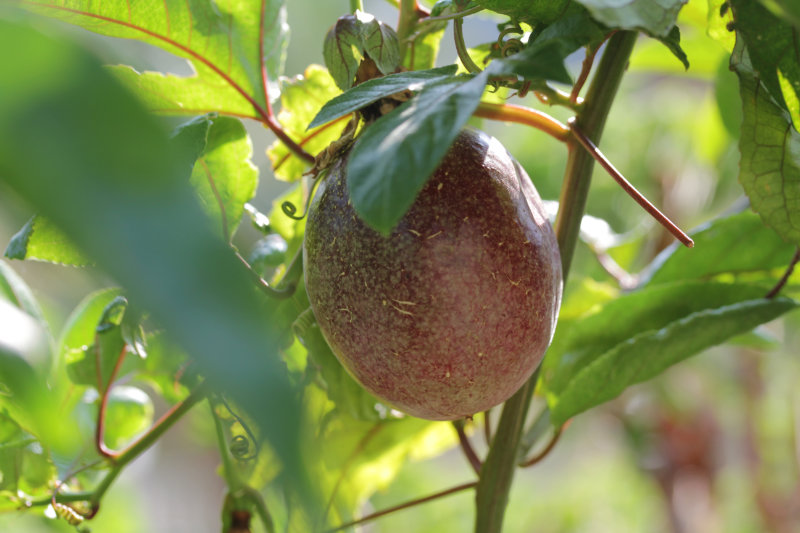 La culture du fruit de la passion, partout en France ?