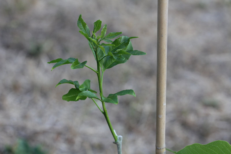Casimiroa greggii / pringlei