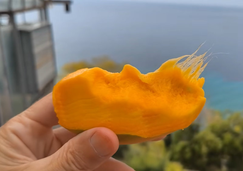 Producteur de Mangue en Ligurie