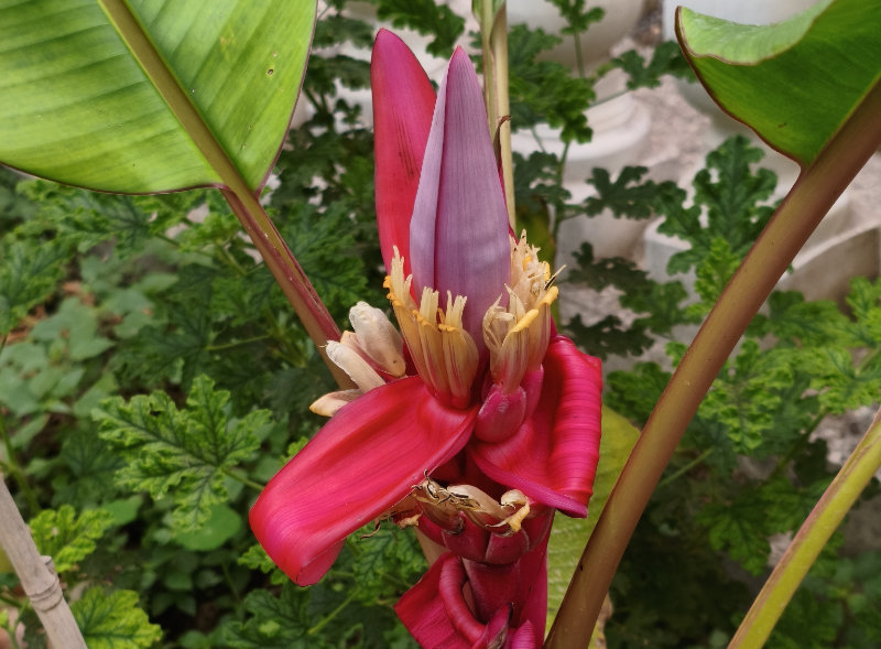 Musa velutina